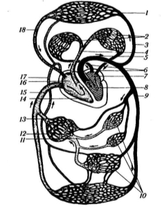 Анатомія людини - Схема кровообігу